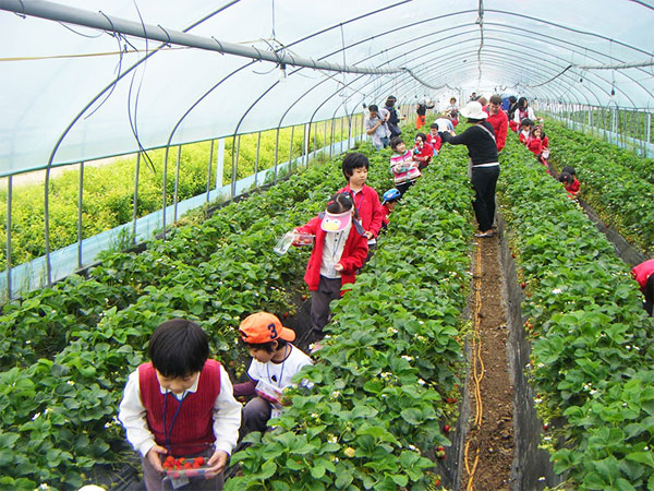 Hái dâu tại vườn đà lạt